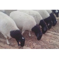 梁山县多胎肉羊养殖场