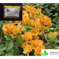 黄藤素（大黄藤根）