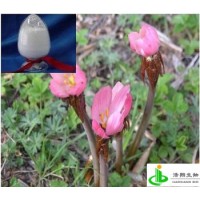 鬼臼毒素（桃儿七/窝儿七）