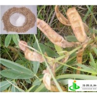金雀花碱（披针叶黄华）