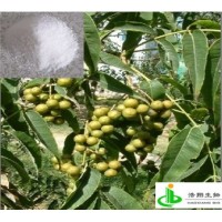 氧化苦参碱（苦参素）