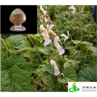 丹酚酸B（丹参）