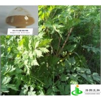 当归提取物（阿魏酸/蒿笨内酯）